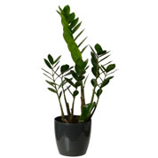 Zamioculcas + Cubremaceta Antracita